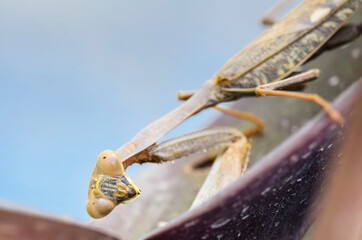 The Chinese mantis  (Tenodera sinensis) 