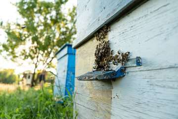Bees fly out and return to the hive in the summer. Flight of bees near the hive in the garden.