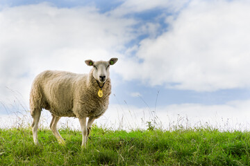 Sheep on a dike 