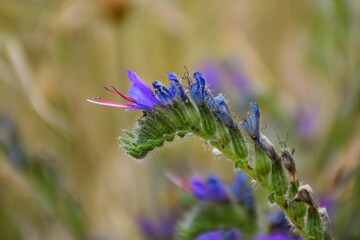 Cow's tongue (Echium vulgare), inflorescence detail.