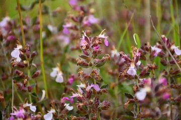 Purple, pink and white inflorescence of Treucrium chamaedrys plant.