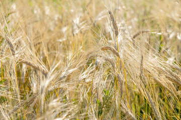 Rye ripens on the field in summer. The wind pumps ripe rye in the wind in the summer.