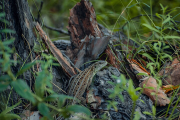 The sand lizard (Lacerta agilis) on a wooden beam in the grass. Green lizard close up.