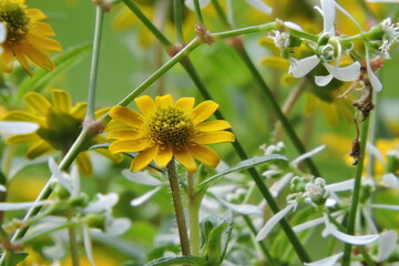 Ogrodowy słonecznik zólty, kwiat słonecznikowy