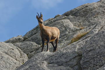 A Pyrenean chamois (Rupicapra pyrenaica) standing on a rock in Pyrénées-Orientales, France
