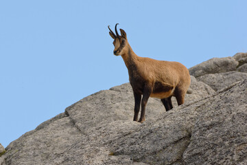 A Pyrenean chamois (Rupicapra pyrenaica) standing on a rock in Pyrénées-Orientales, France