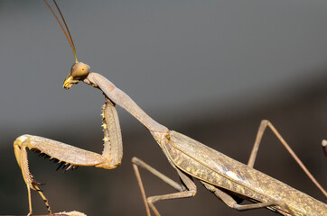 The Chinese mantis  (Tenodera sinensis) 