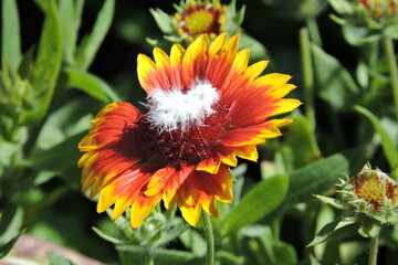 Gailardia, z łac. Gaillardia,