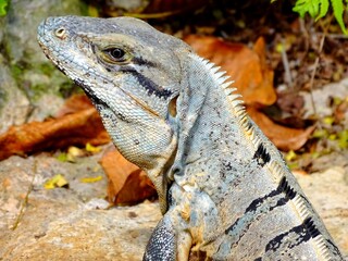  Iguana is a genus of saurians in the family Iguanidae