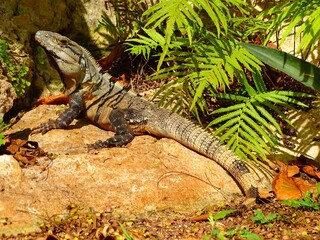  Iguana is a genus of saurians in the family Iguanidae