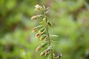 Epipactis orchid in bloom in green field outdoors.