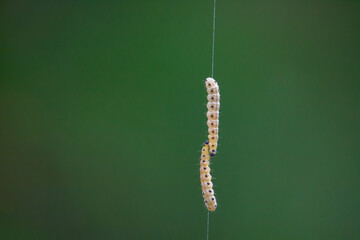 Inchworms climbing up and down