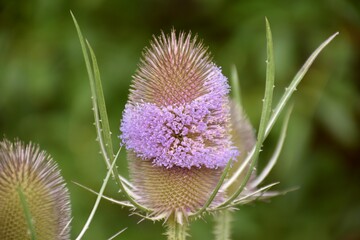 Thistle (Dipsacus fullonum) in bloom in green grass meadow.