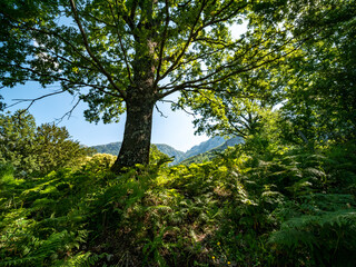 mount Accellica with oak in the foreground. Picentini Natural Park, Giffoni Valle Piana, Campania, Salerno, Italy