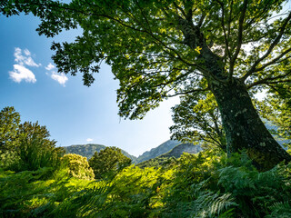 mount Accellica with oak in the foreground. Picentini Natural Park, Giffoni Valle Piana, Campania, Salerno, Italy