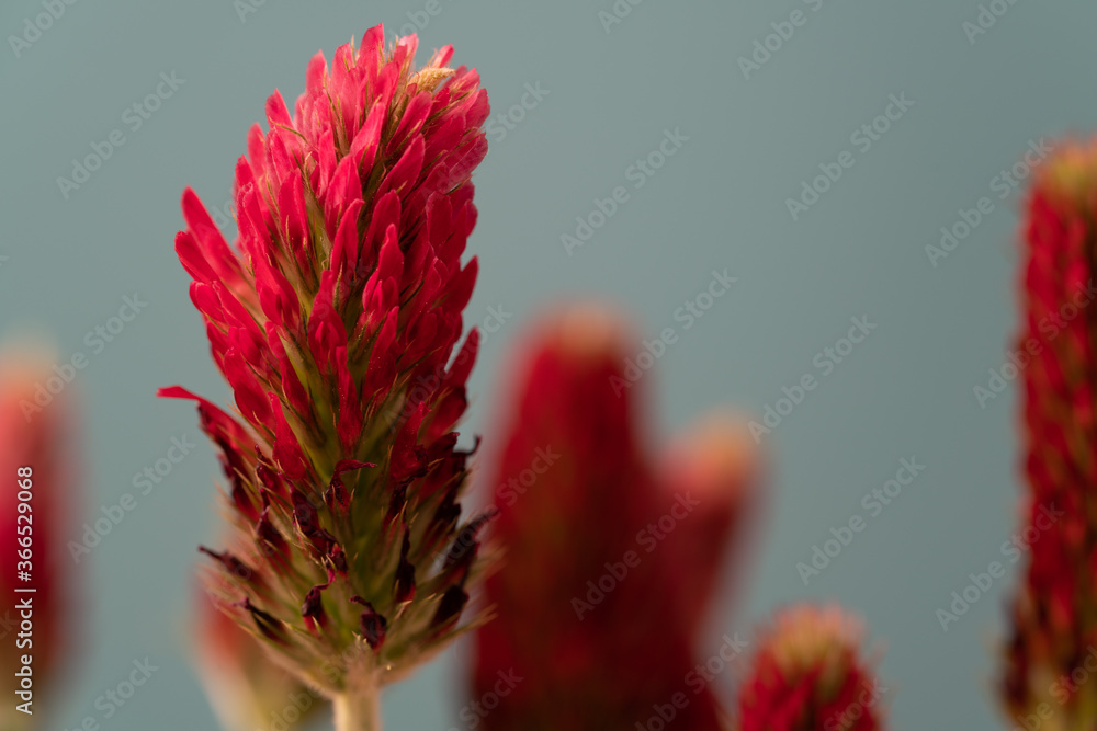 Wall mural abstract blurred nature background clover flower. abstract nature bokeh pattern