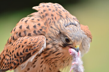 The common kestrel eating prey