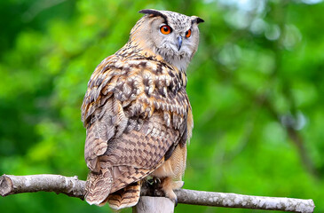 The Eurasian eagle-owl against the background of the spring forest