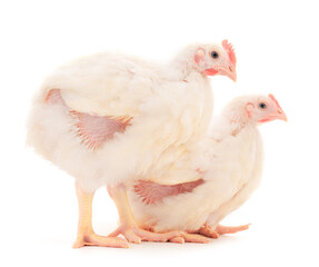 Two chicken or young broiler chickens.