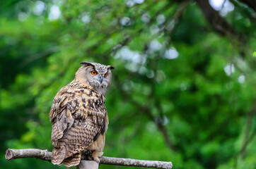 The Eurasian eagle-owl against the background of the spring forest