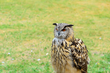 The Eurasian eagle-owl
