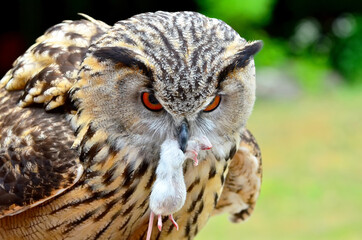 The Eurasian eagle-owl eating prey