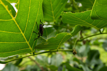 Black colored insect hiding in green leafs
