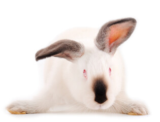 Obraz premium White rabbit isolated.