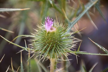 Cirsium echinatum flower blooming with violet petals.