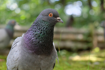 玉虫色に光るカワラバト（ドバト）の首