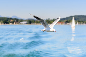Fototapeta na wymiar The Gulls or seagulls flying 