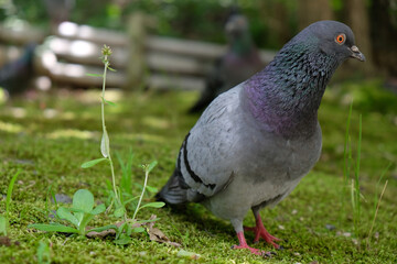 玉虫色に光るカワラバト（ドバト）の首