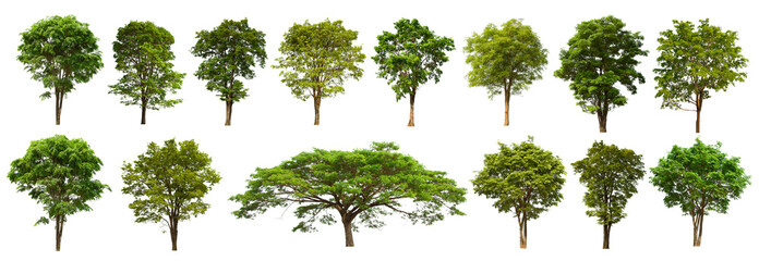 isolated tree green set is located on a white background. Collection of isolated tree green on...