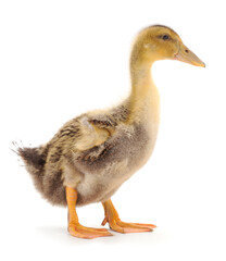 Young cute duckling.