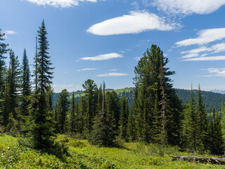 Forest landscape. Cedars and fir in the coniferous forest. Summer sunny day in the wild