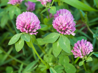Clover flowers in green grass. Close-up. Summer day
