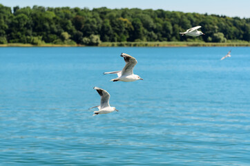 The Gulls or seagulls flying  