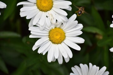 Close up detail of white and yellow daisy flowers (Leucanthemum maximum) in planter.