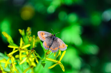 The Scotch argus collecting nectar from mountain flowers