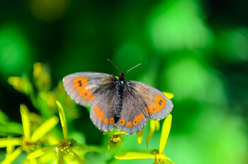 The Scotch argus collecting nectar from mountain flowers