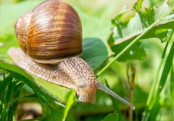 Cute snail on the grass