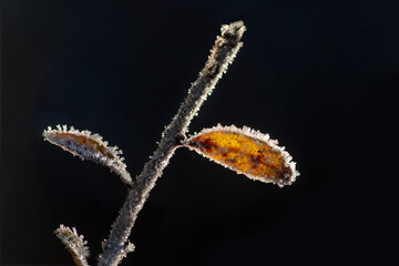 twig and leaves with ice crystals
