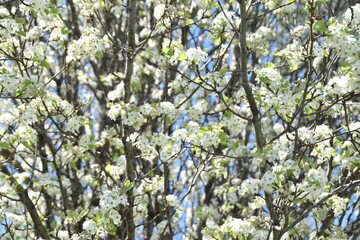 beautiful white pink cherry blossom pear tree in nature with sunburst shining through