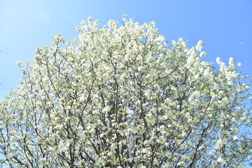 beautiful white pink cherry blossom pear tree in nature with sunburst shining through