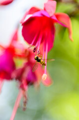 Hoverflies, sometimes called flower flies, or syrphid flies