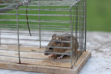 small country mouse in old  cage