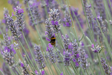 Bumblebee on lavender flowers
