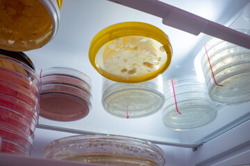 Petri dishes with samples of microorganisms in a laboratory refrigerator