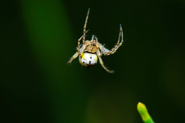 A small yellow-and-white colored spider with a black cross on the abdomen