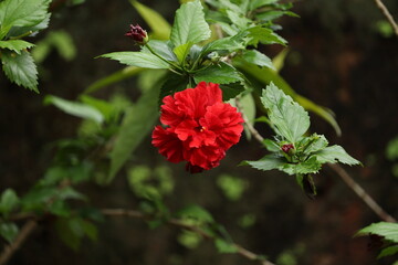 red double hibiscus flower